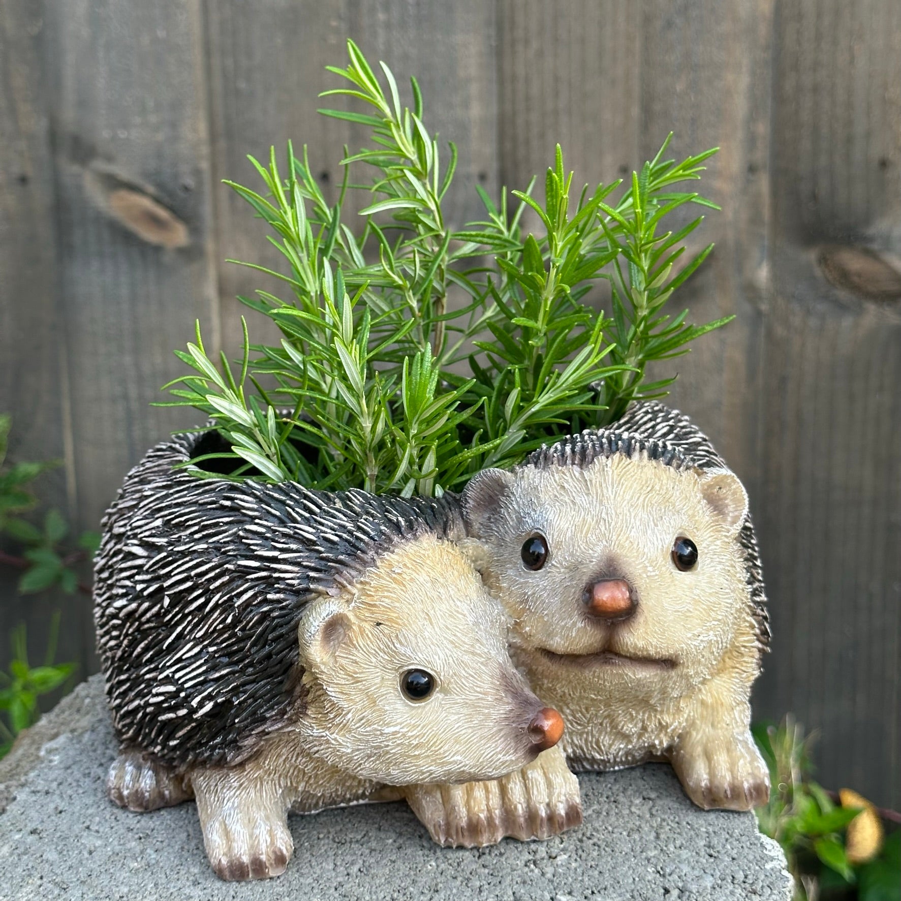 Two Hedgehogs shaped Planter novelty house, garden or patio decoration
