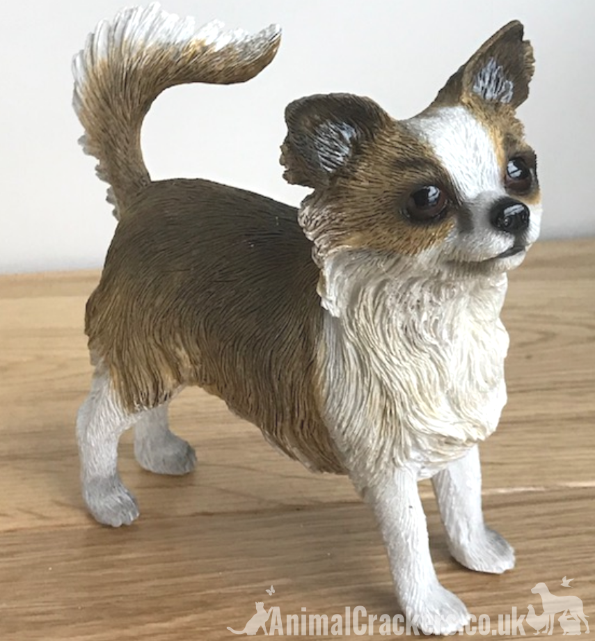 Long haired chihuahua gifts 2025
