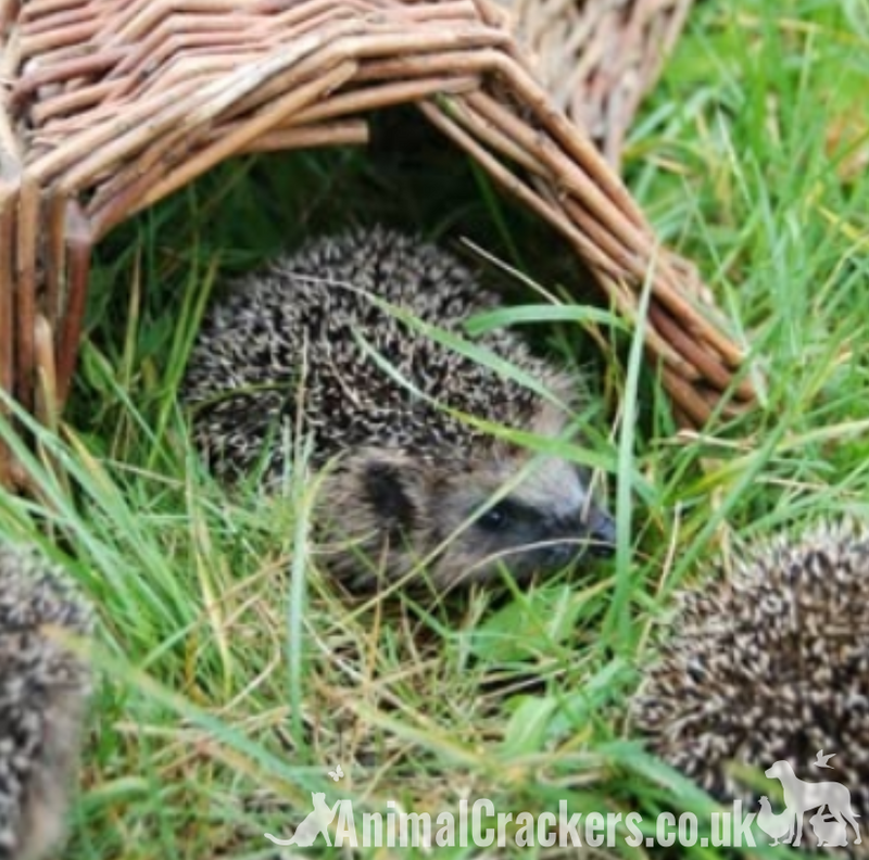 Large 50cm wicker Hedgehog house - breeding or hibernation shelter