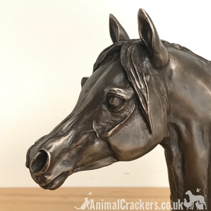 Arab Horse Head bust in Cold Cast Bronze by Harriet Glen, fabulous horse lover sculpture