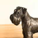 Schnauzer figurine on base in solid cold cast bronze, designed by David Geenty