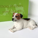Realistic Laying Jack Russell Terrier Dog figurine, 15cm, gift boxed