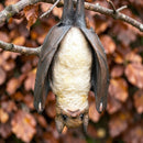 Hanging Bat with attached rope, Halloween decoration, Bat height 29cm (plus rope)