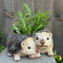 Two Hedgehogs shaped Planter novelty house, garden or patio decoration, quirky Hog lover gift