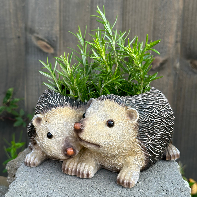 Two Hedgehogs shaped Planter novelty house, garden or patio decoration, quirky Hog lover gift