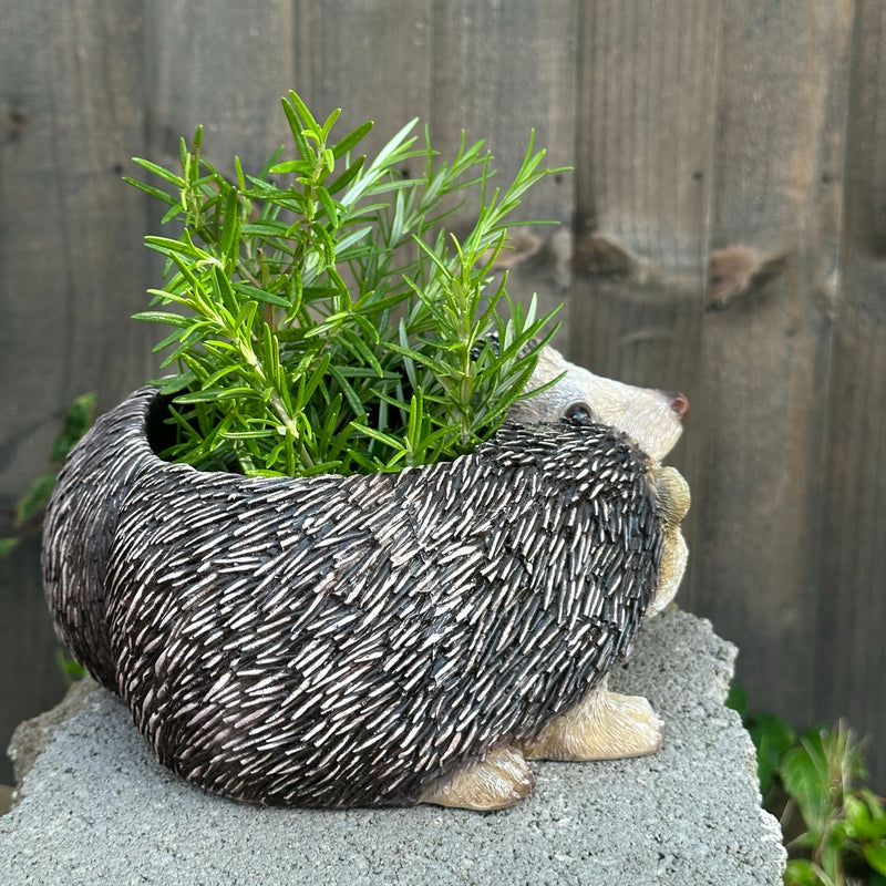 Two Hedgehogs shaped Planter novelty house, garden or patio decoration, quirky Hog lover gift