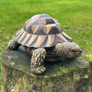 Large realistic Tortoise figurine, length 20cm, gift boxed
