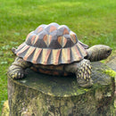 Large realistic Tortoise figurine, length 20cm, gift boxed
