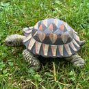 Large realistic Tortoise figurine, length 20cm, gift boxed