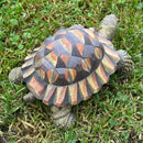 Large realistic Tortoise figurine, length 20cm, gift boxed
