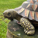 Large realistic Tortoise figurine, length 20cm, gift boxed