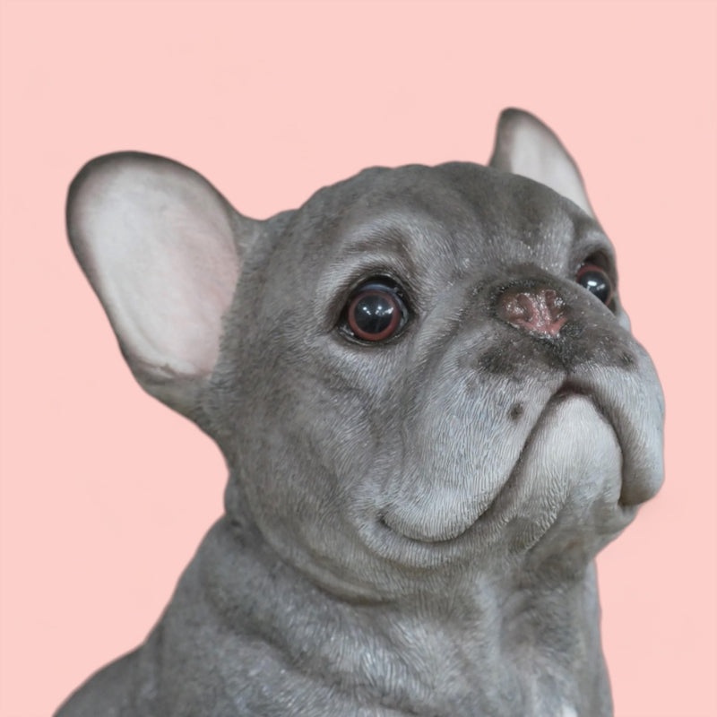 'Blue' grey sitting French Bulldog figurine, large (35cm high) ornament decoration