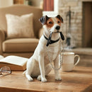 Jack Russell Terrier Figurine, Leonardo Dog Studies Walkies, Height 16cm, Gift Boxed