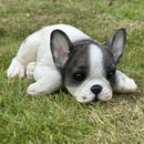 Realistic Black & White laying French Bulldog figurine home or garden decoration, pet loss gift or memorial