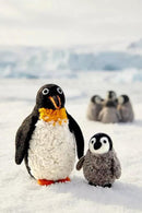 Pachamama Poppy The Penguin Felted Ornament With Knitted Accessories