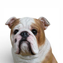 Realistic sitting English Bulldog figurine, height 20cm