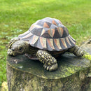 Large realistic Tortoise figurine, length 20cm, gift boxed