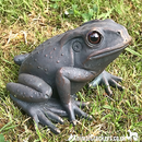 Set of 2 aged bronze effect Frog ornaments, quirky garden pond decoration