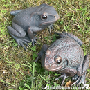Set of 2 aged bronze effect Frog ornaments, quirky garden pond decoration