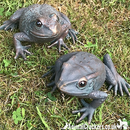 Set of 2 aged bronze effect Frog ornaments, quirky garden pond decoration