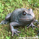 Set of 2 aged bronze effect Frog ornaments, quirky garden pond decoration