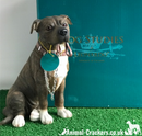 Large Brown Staffordshire Bull Terrier 'Staffie'  ornament from the Leonardo 'Walkies' range