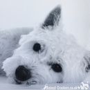 20cm metal 'Beware of the dog' sign with cute West Highland Terrier, great novelty Westie lover gift