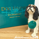 Tricolour Cavalier King Charles Spaniel Leonardo ornament figurine, gift boxed