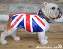 Standing British Bulldog in Union Jack coat ornament, great quality item, Bulldog lover gift
