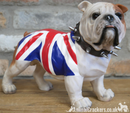 Standing British Bulldog in Union Jack coat ornament, great quality item, Bulldog lover gift