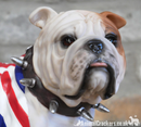 Standing British Bulldog in Union Jack coat ornament, great quality item, Bulldog lover gift
