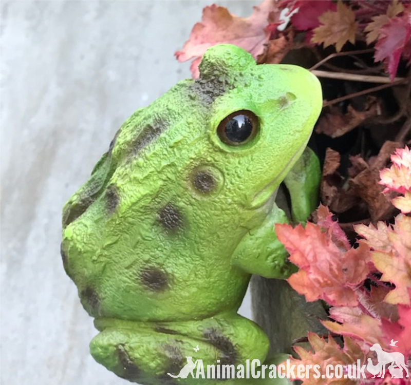 Frog POT PAL HANGER novelty resin garden ornament decoration Toad lover gift