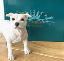 White Staffordshire Bull Terrier Staffie Staffy ornament figurine Leonardo boxed