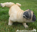 Large Realistic Peeing Pug Dog Cocking Leg Figurine