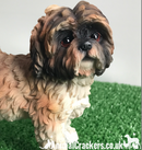 Brown Shih Tzu ornament figurine quality realistic Leonardo range. Gift boxed.