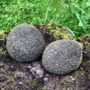 SET OF 2 HEDGEHOGS indoor or outdoor ornaments, hedgehog lover gift