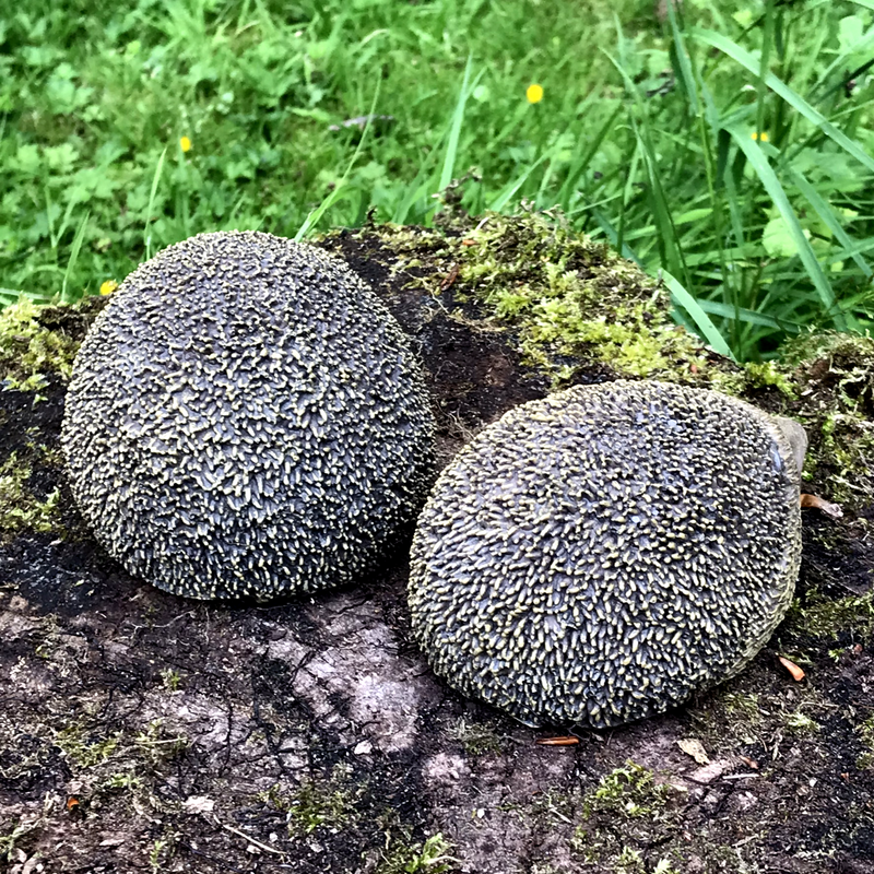 SET OF 2 HEDGEHOGS indoor or outdoor ornaments, hedgehog lover gift