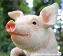 Fence Hanging Pig ornament sculpture, novelty garden decoration, Pig lover gift