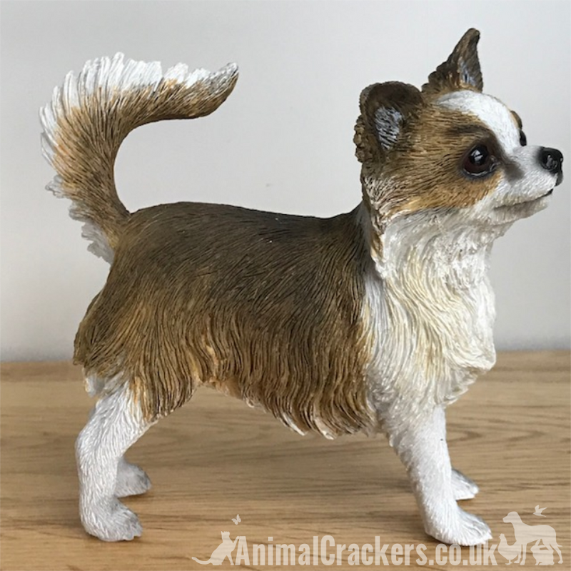 Long haired chihuahua gifts best sale