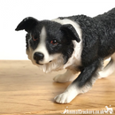 Leonardo Border Collie 'Sheepdog' in classic pose ornament, in quality gift box