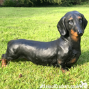 COMING SOON! Large Realistic Dachshund figurine, home or garden decoration, length 38cm