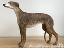 Brindle Greyhound ornament sculpture statue lifelike Leonardo figurine, boxed