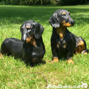 COMING SOON! Large Realistic Dachshund figurine, home or garden decoration, length 38cm