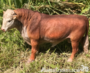 Large 29cm Bull figurine sculpture indoor or garden ornament cattle cow lover farmer gift