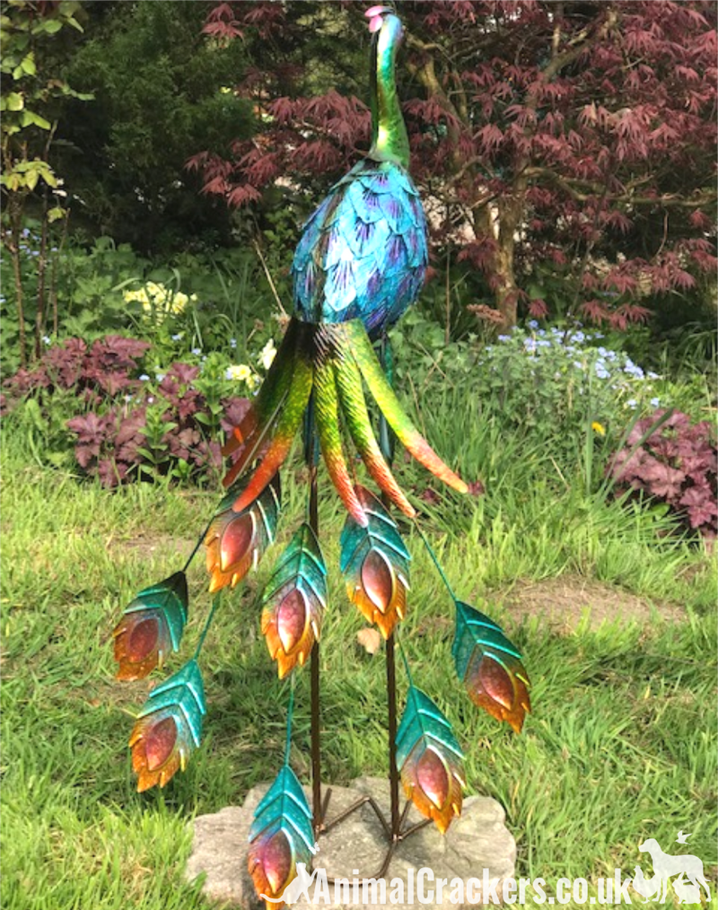 Ashley the Peacock - large (85cm) Peacock bright shiny metal garden ornament decoration