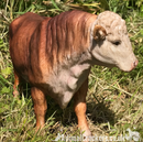 Large 29cm Bull figurine sculpture indoor or garden ornament cattle cow lover farmer gift