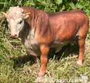 Large 29cm Bull figurine sculpture indoor or garden ornament cattle cow lover farmer gift