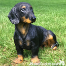 Large sitting Dachshund figurine indoor or garden ornament
