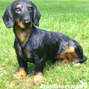 Large sitting Dachshund figurine indoor or garden ornament