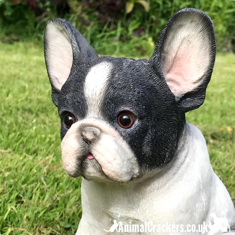 White french bulldog hot sale puppies